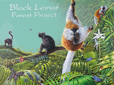 Lemurs Illustration